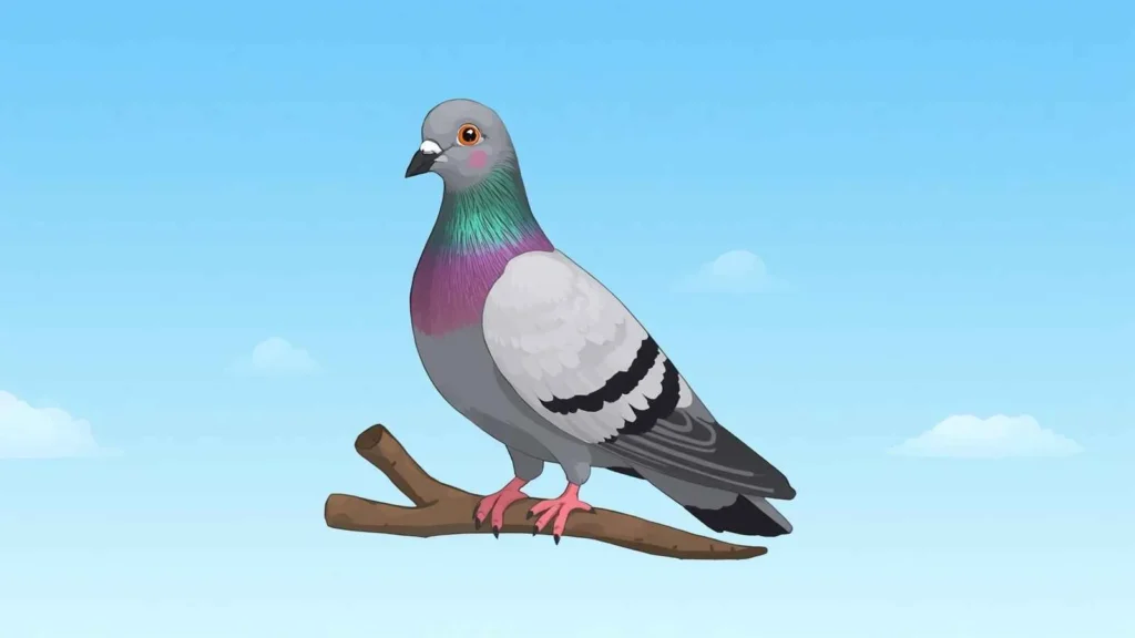 Pigeon Emoji WhatsApp
